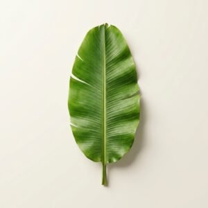 Banana Leaves