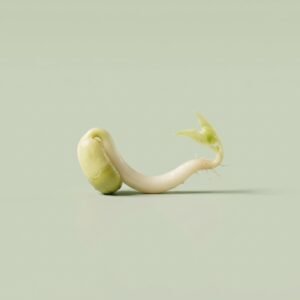 Bean Sprout