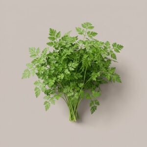 Chervil