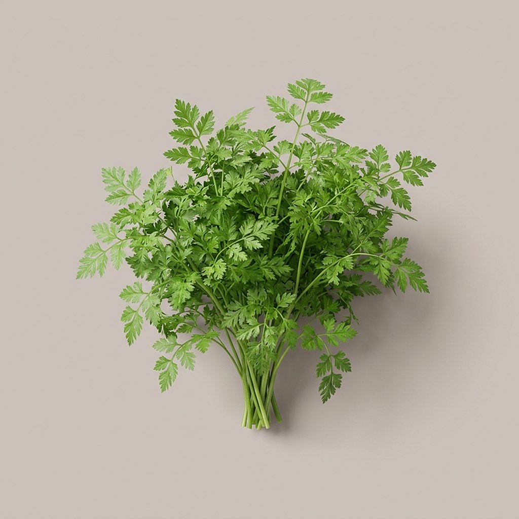 Chervil