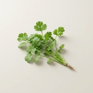 Coriander