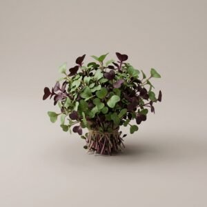 Cress Sakura Mix