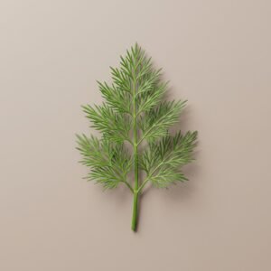 Dill Leaves