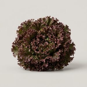 Lettuce Lolo Roso