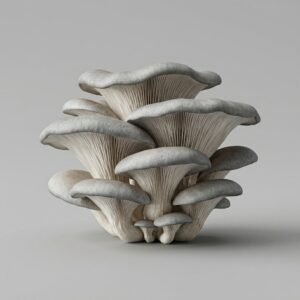 Mushroom Oyster