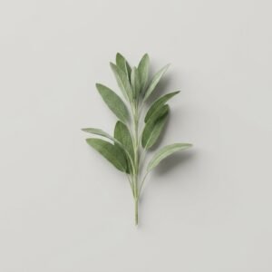 Sage