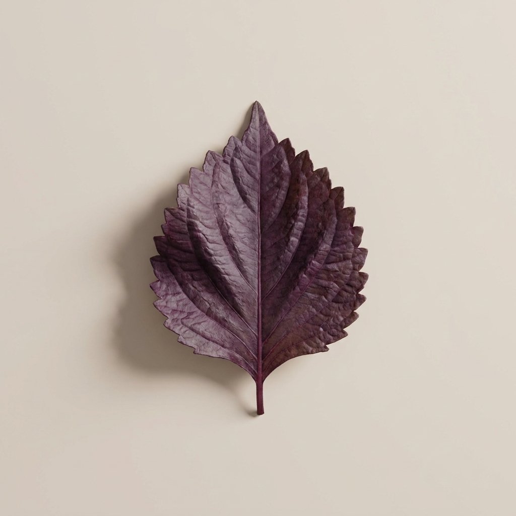 Shisho Purple